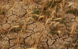 'Major leap forward': AXA-backed climate insurance to protect up to 300,000 farmers