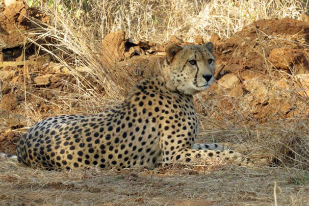 Project Cheetah: New big cats expected by year-end, talks on with Botswana, Namibia, Kenya