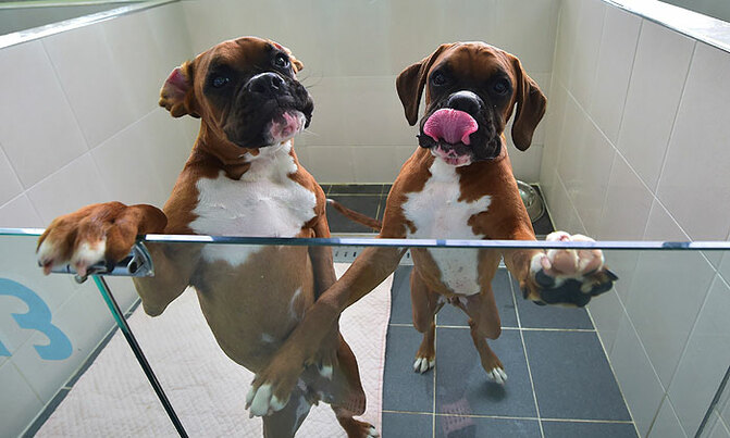 South Korea's dog cloning clinic South Korea's dog cloning clinic