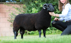  Highlights from livestock sales from around the UK