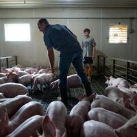 Burcum- Minnesota pork is in President Trumps trade war crosshairs