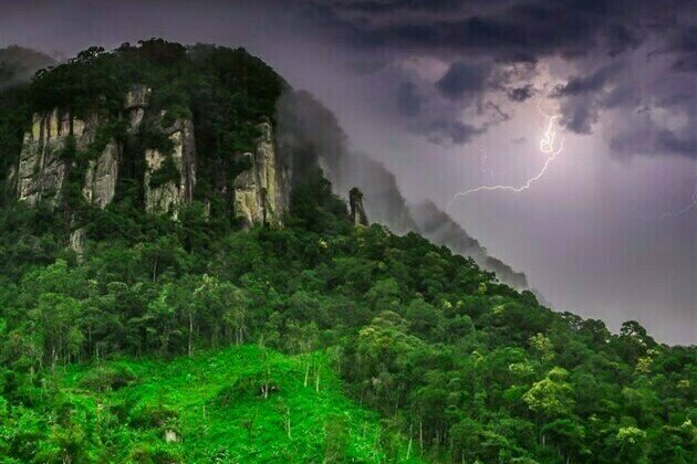 Panama Tree Species Uses Lightning to Eliminate Rivals
