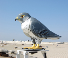 Worcester Parsons assist in bird-brained project