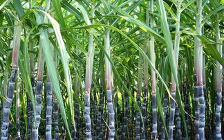 New raw cane sugar ATQ brings further unwelcome uncertainty to homegrown sugar beet growers says NFU Sugar