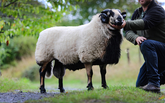 New breed record for Badger Face Welsh Mountains