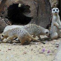 SRI LANKA-COLOMBO-MEERKAT-PUBLIC DISPLAY