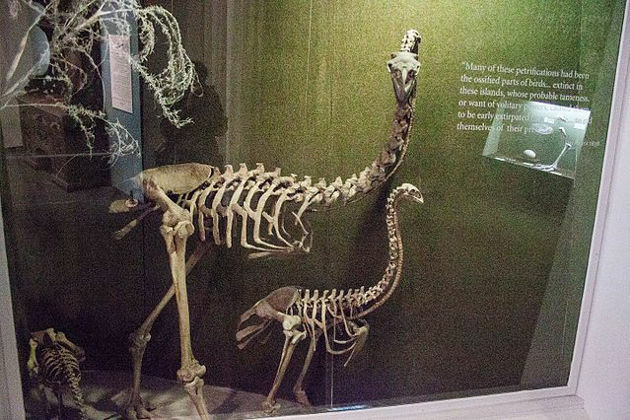 Filmmaker joins biotech effort to bring back extinct giant bird