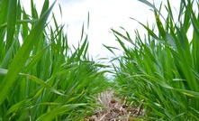 New plan to lead Queensland agriculture into the future