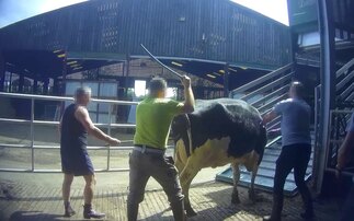 Arla farm suspended after undercover footage