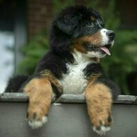 Promoting social inclusion through pet companionship