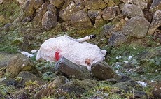 Farmer horrified after thugs behead sheep and steal horns