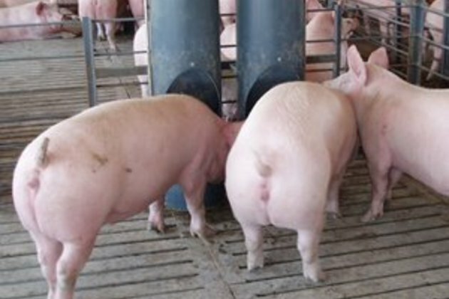Pig prices take flight on back of African swine flu outbreak