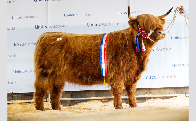 Highlands peak at 13,000gns at Oban