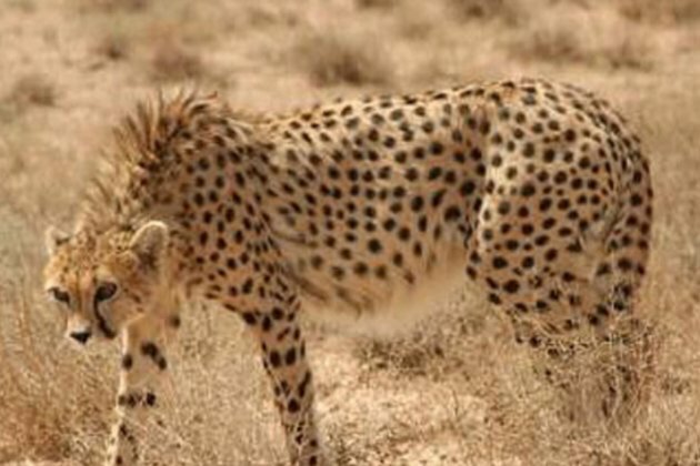 Iran Says Only 12 Asiatic Cheetahs Left In Country