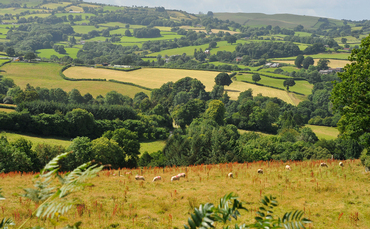 Welsh Government announces new scheme to 'protect nature' on agricultural land - Vimarsana News
