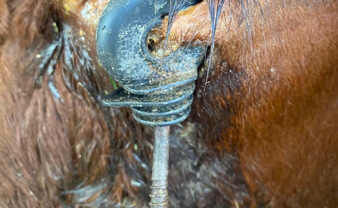 A cow managed to get an electric fence insulator stuck on her eyelid in Devon