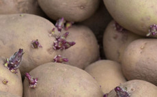 Potato supplier Albert Bartlett teams up with Fera Science in bid to curb aphid numbers 
