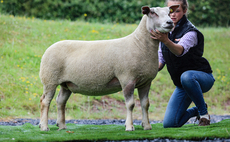 Betty Boo leads Dalby Charollais reduction