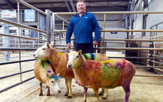 Roger Charnley with his three multi-coloured ewes which raised over £2,000 for Rainbow Trust Children’s Charity CREDIT: Adrian Legge Photography