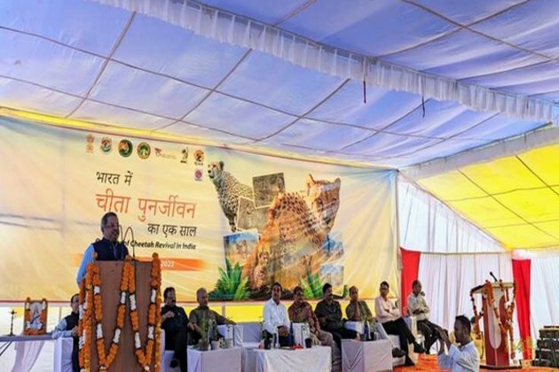 Project Cheetah in India completes one year with highs and lows
