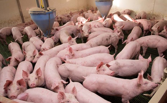 Defra's supply chain review will 'do nothing' to alleviate pig crisis