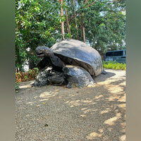 Roaming free in paradise: Seychelles' giant tortoises and their special bond with India