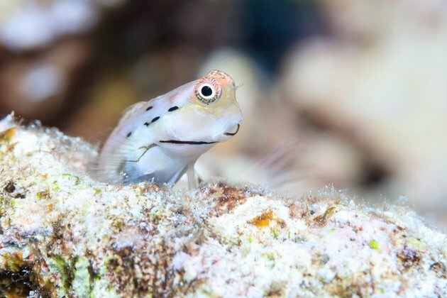 Snack-sized &#039;candy&#039; fish explain a coral mystery
