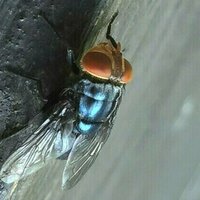 US to drop billions of flies on Mexico and Texas  AP
