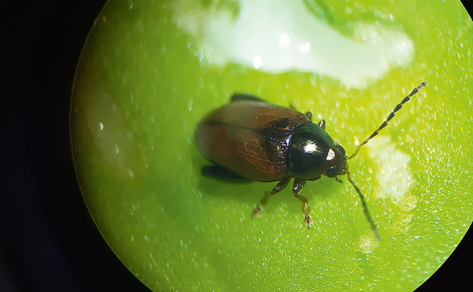 How one plant breeder assesses OSR varieties for CSFB resilience