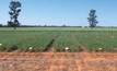 Sowing time crucial to best chickpea yield in north NSW