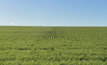  WA grain crops are generally in good shape. Picture Mark Saunders.