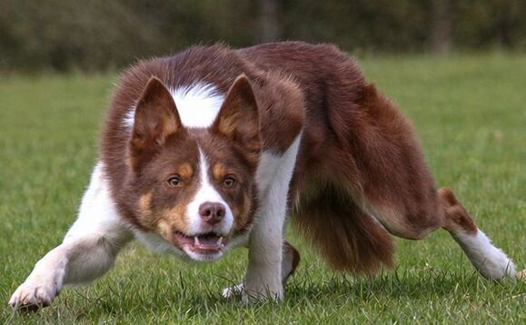 Sales round up: Sheep Dog Spectacular, dairy sales, Jalex heifers, store cattle