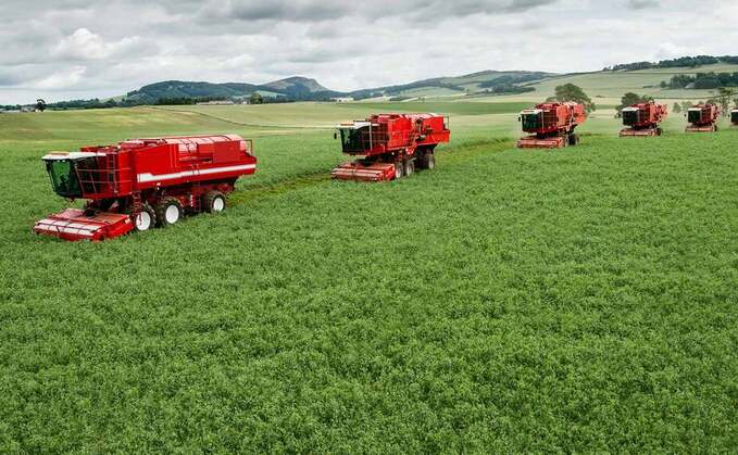 Vining pea harvest delayed due to coldweather