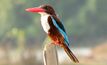 Metgasco has high hopes for Kingfisher
