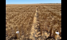  A field experiment on yellow sandplain at East Ogilvie showed Mace-18, with a long coleoptile trait, on the left, established and yielded higher than short coleoptile Mace on the right, when deep sown at 10-12 cm. Picture courtesy DPIRD.