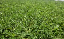 Driving performance from herbal leys