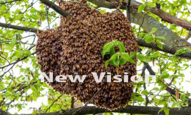 Bees sting social worker to death Bees sting social worker to death