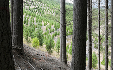 Foresight Sustainable Forestry share price soars 30% on £167m cash offer