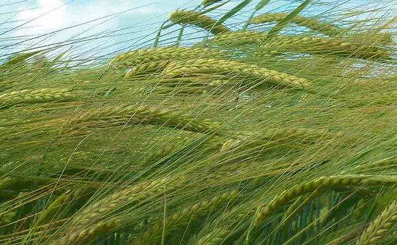 Spring barley yield above five-year average with Scotland standing out