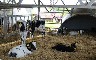 Partner Insight: How automating milking processes can lead to a much more efficient operation