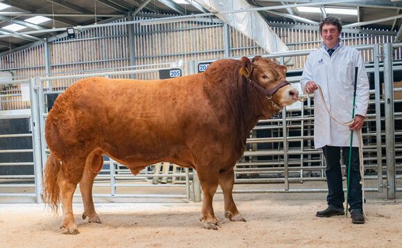 Limousin bulls to 6,500gns at Darlington
