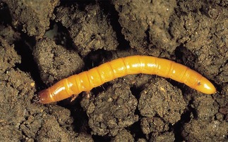 Cereals 25: What attracts wireworms to crops?