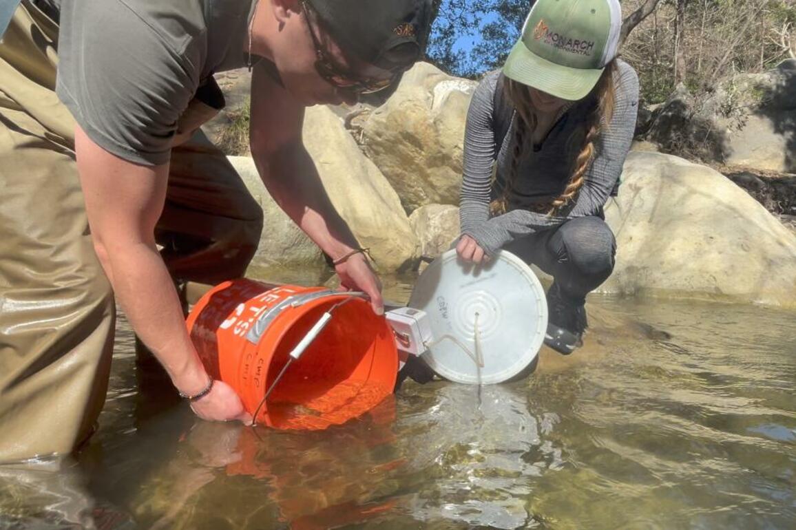 Steelhead trout rescued from Palisades fire successfully spawn