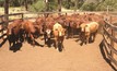 Aussie cattle herd set to spike