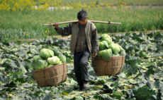 China agriculture: Seeds of hope
