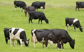 'Regional approach' to ending bovine TB in Wales 