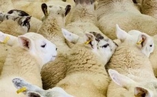 Sheepmeat production forecast to increase in 2025