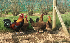 SMALLHOLDER: A guide to poultry for smallholders 