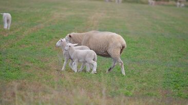 Sheep and lamb prices have dipped from recent records, as the market awaits new season stock.
