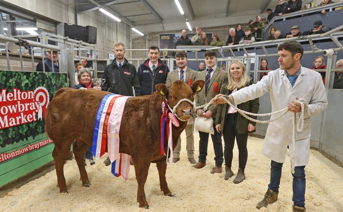 Pre-sale show champion, a 10-month-old Limousin cross heifer from J.K. Beckitt and Son, Newark